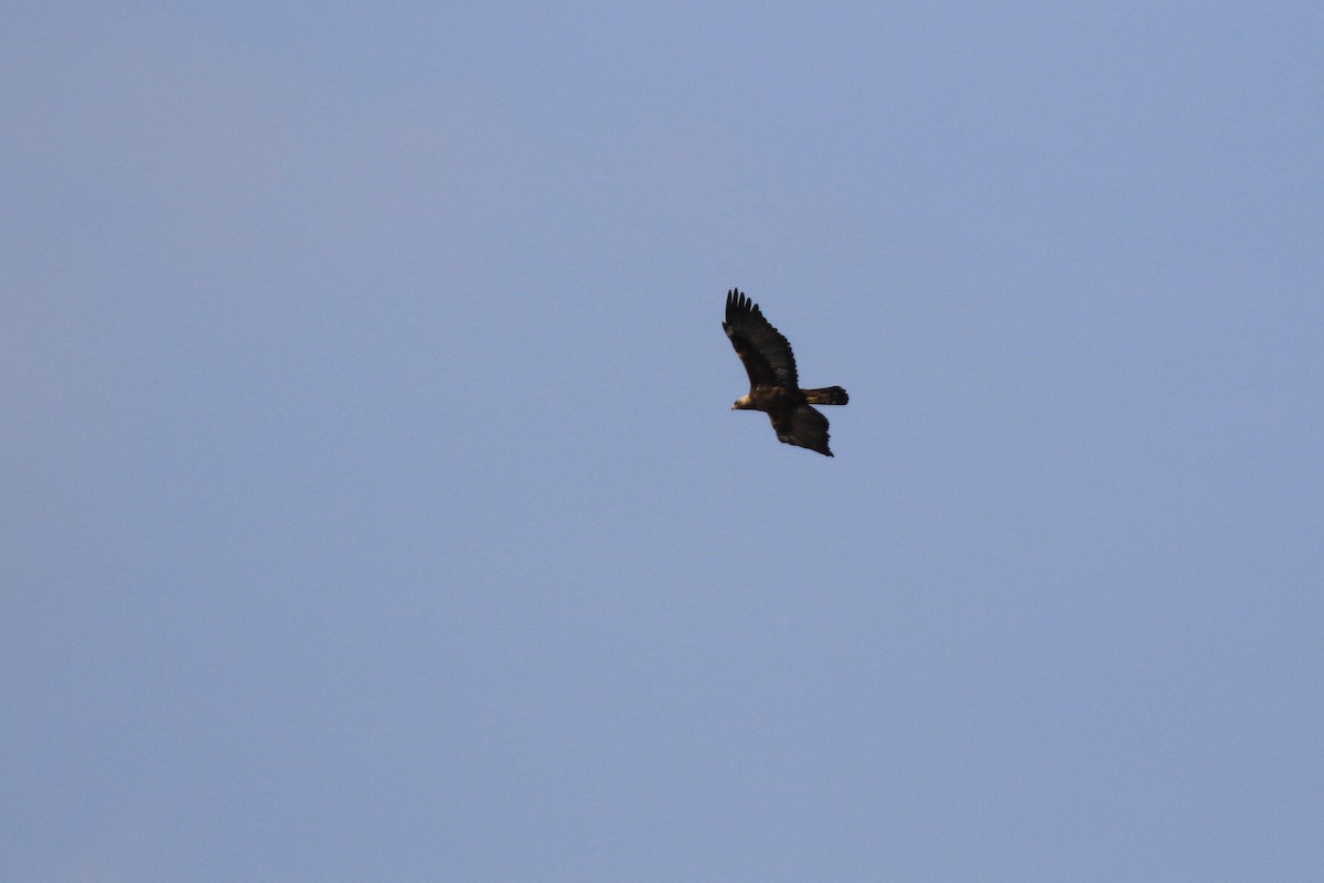 Golden Eagle - Denis Tétreault