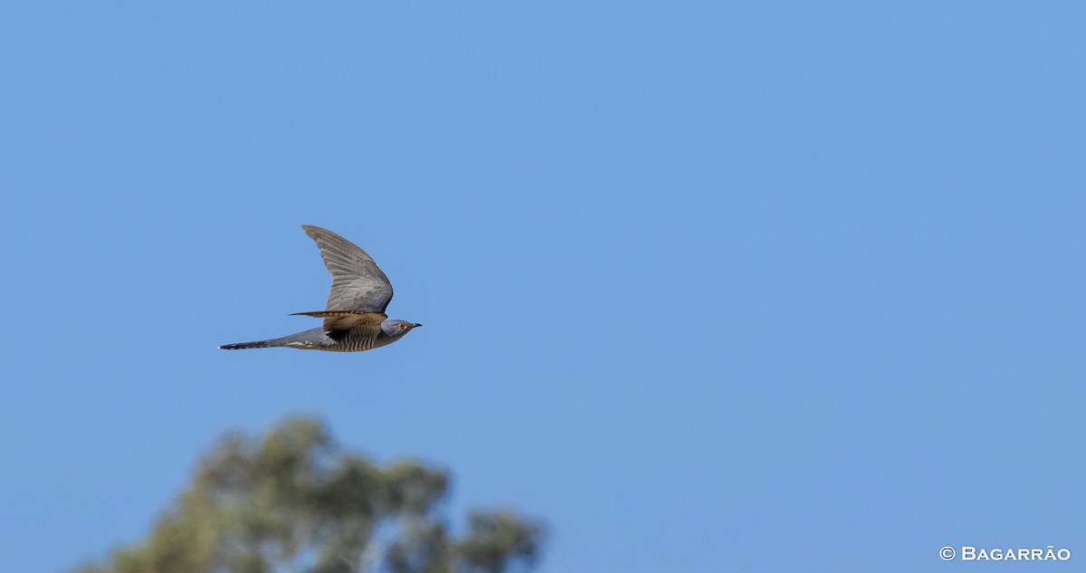 Common Cuckoo - ML146562501