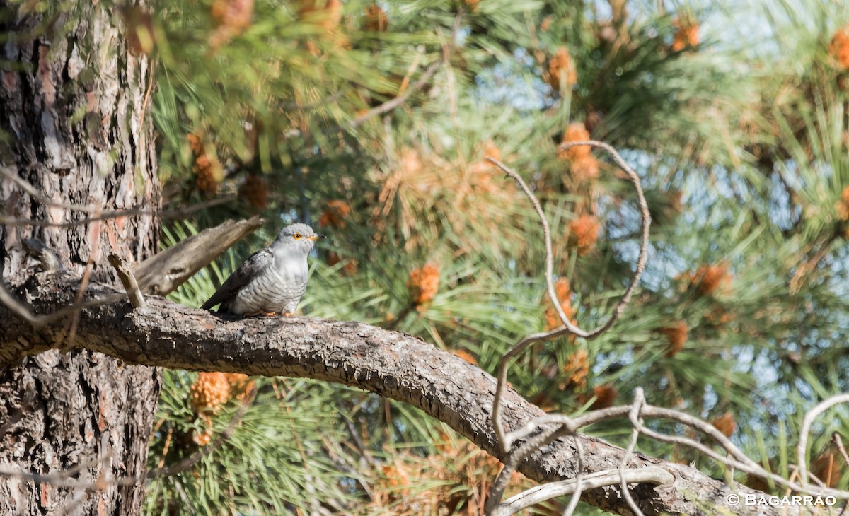 Common Cuckoo - ML146562571