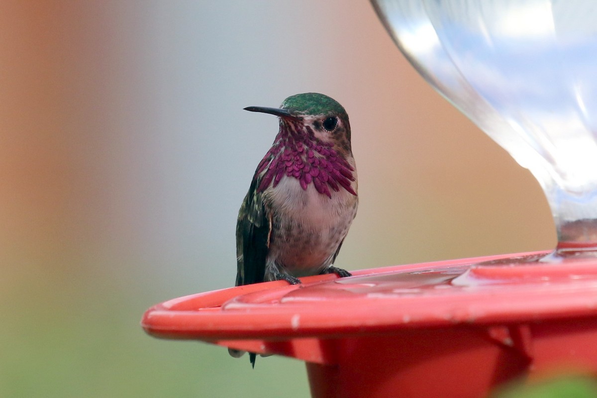 Colibrí Calíope - ML146563681