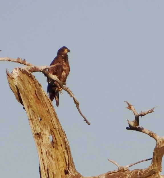 Bald Eagle - ML146564901