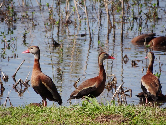 Black-bellied Whistling-Duck - ML146564971