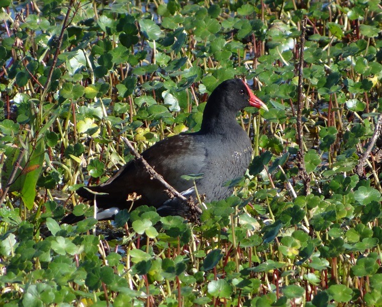 Common Gallinule - ML146565181