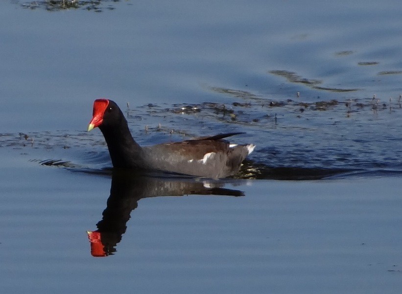 Common Gallinule - ML146565241