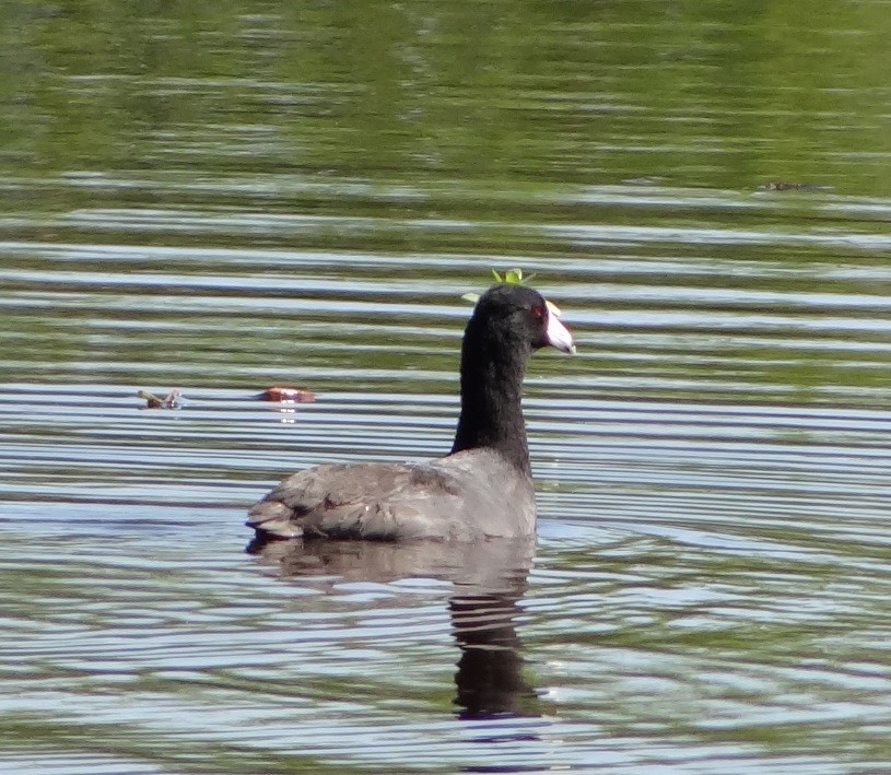 American Coot - ML146565321