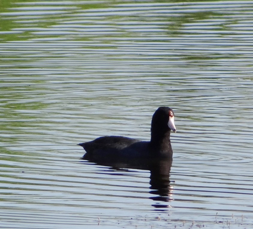 American Coot - ML146565351