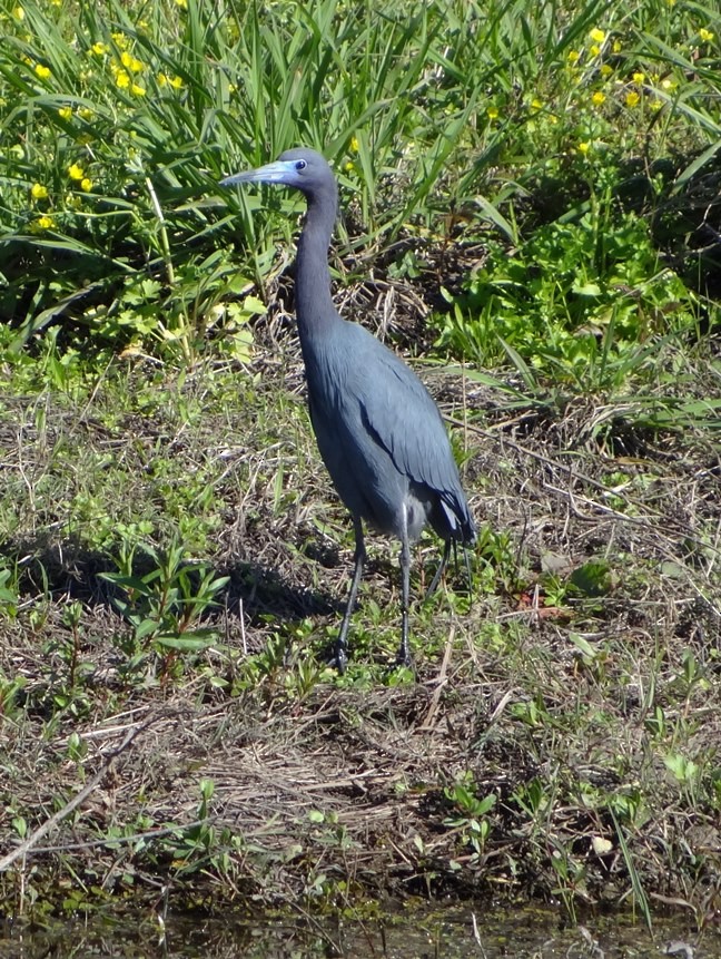 Little Blue Heron - ML146565461