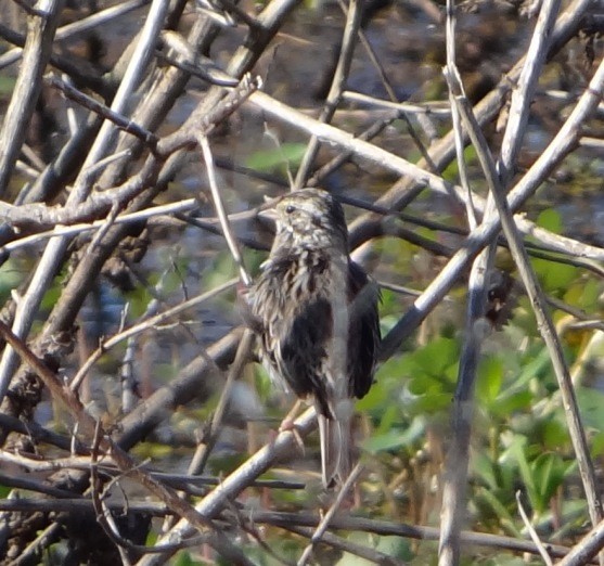 Savannah Sparrow - ML146565751
