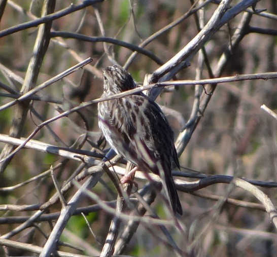 Savannah Sparrow - ML146565791