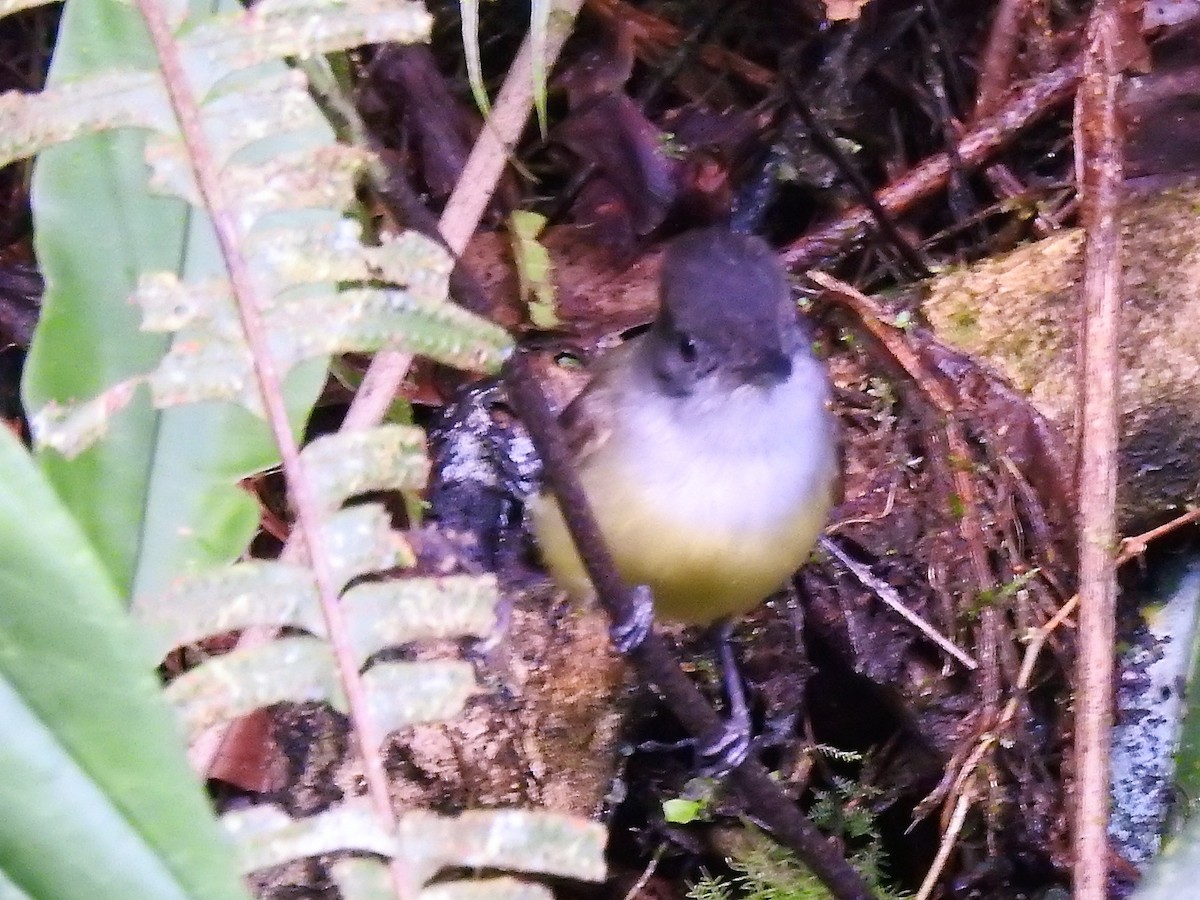 Yellow-bellied Elaenia - ML146566761