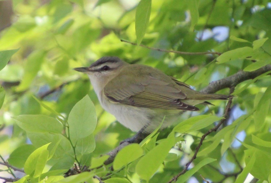 rødøyevireo - ML146566971