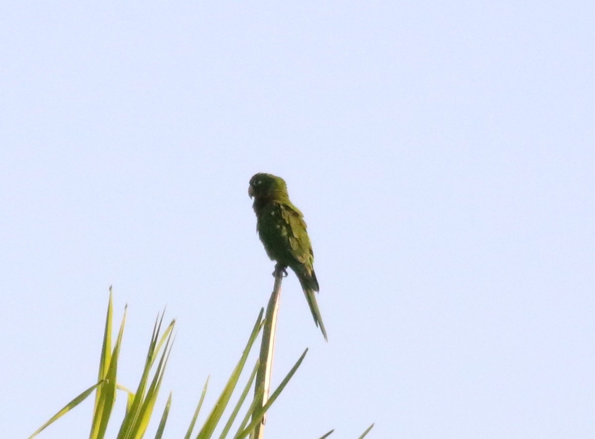 Hispaniolan Parakeet - Émile Brisson-Curadeau