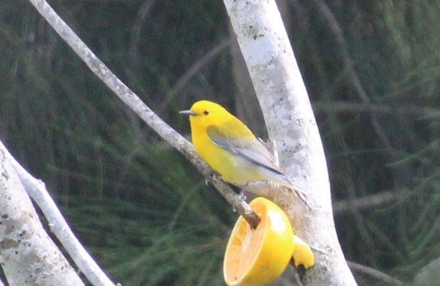 Prothonotary Warbler - ML146567101