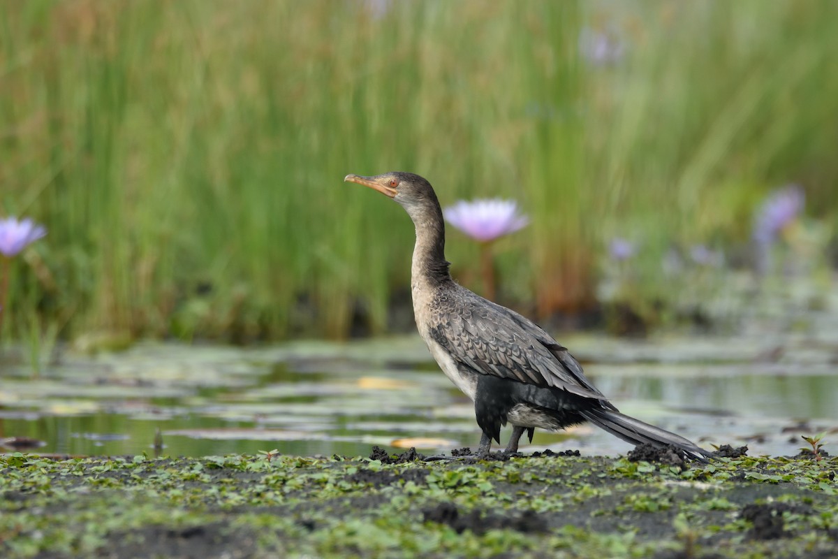 Long-tailed Cormorant - Santiago Caballero Carrera