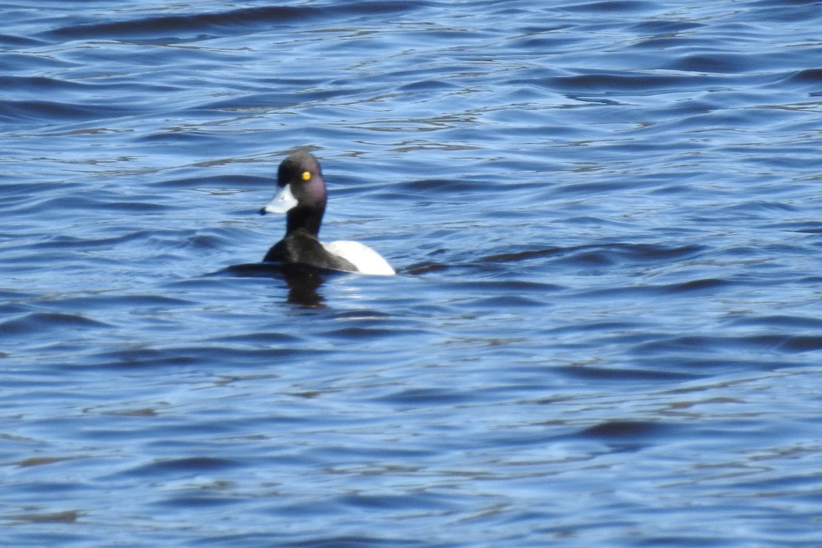 Lesser Scaup - ML146567571