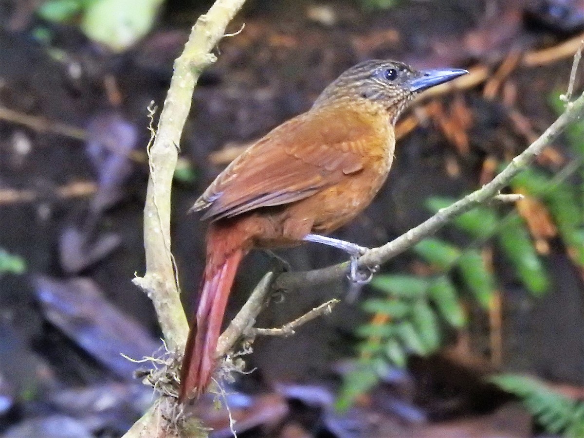 Streak-capped Treehunter - ML146567941