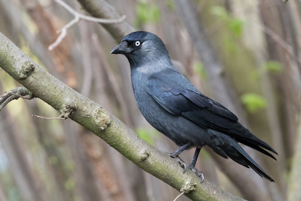 Eurasian Jackdaw - ML146575151