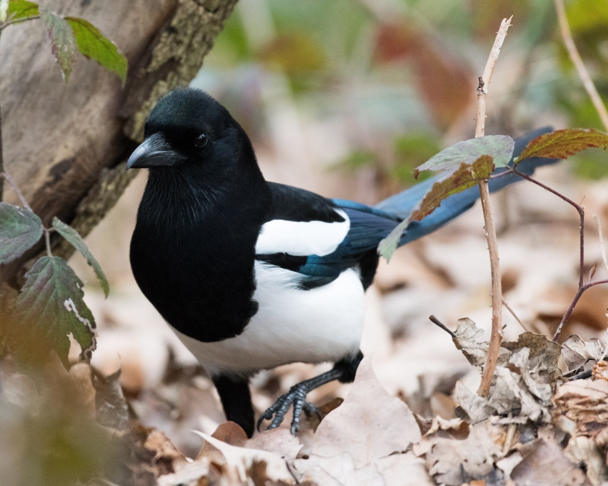 Eurasian Magpie - ML146575211