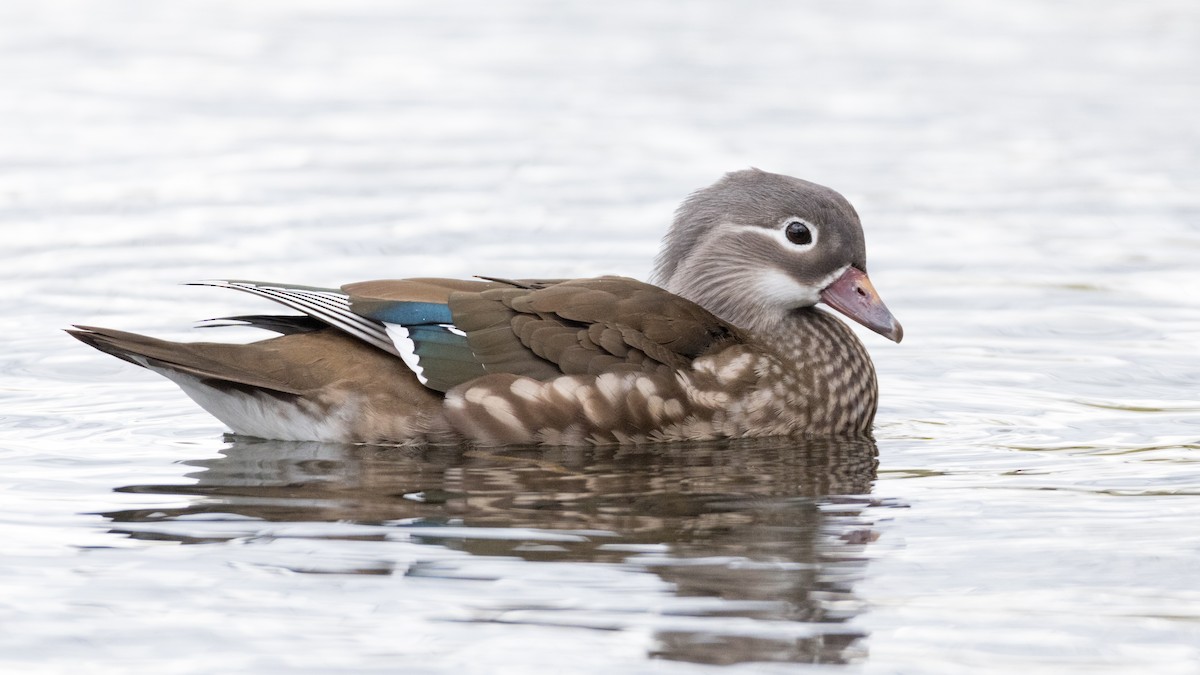 Mandarin Duck - ML146575841