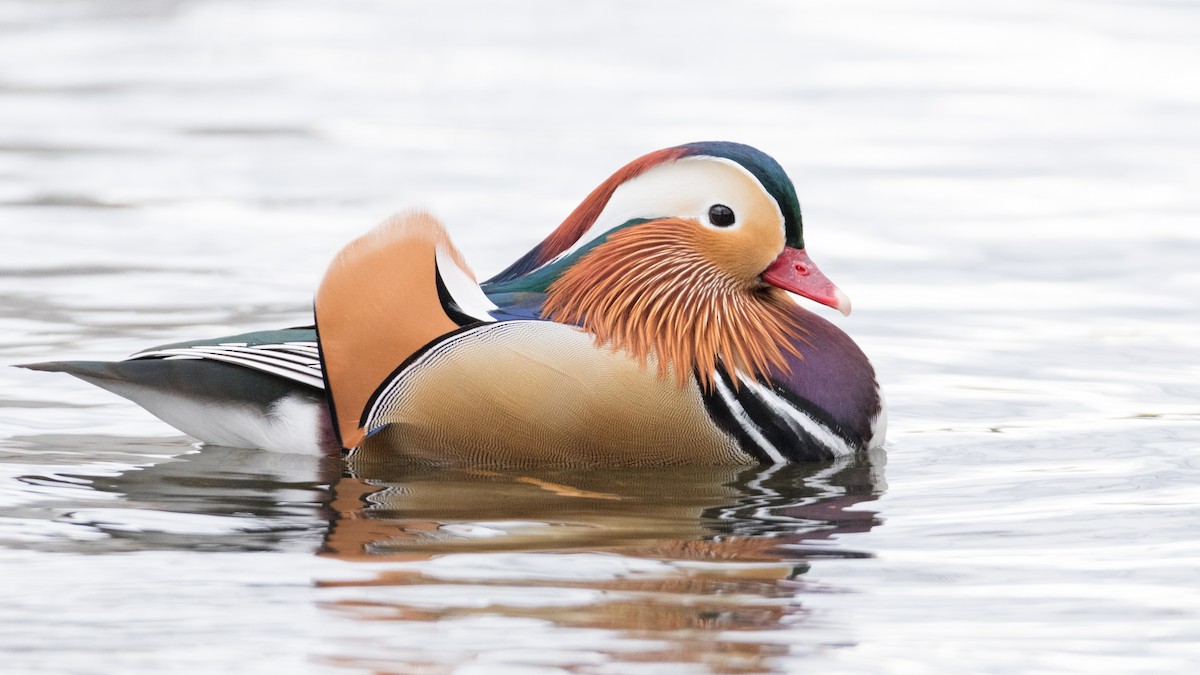 Mandarin Duck - ML146575851