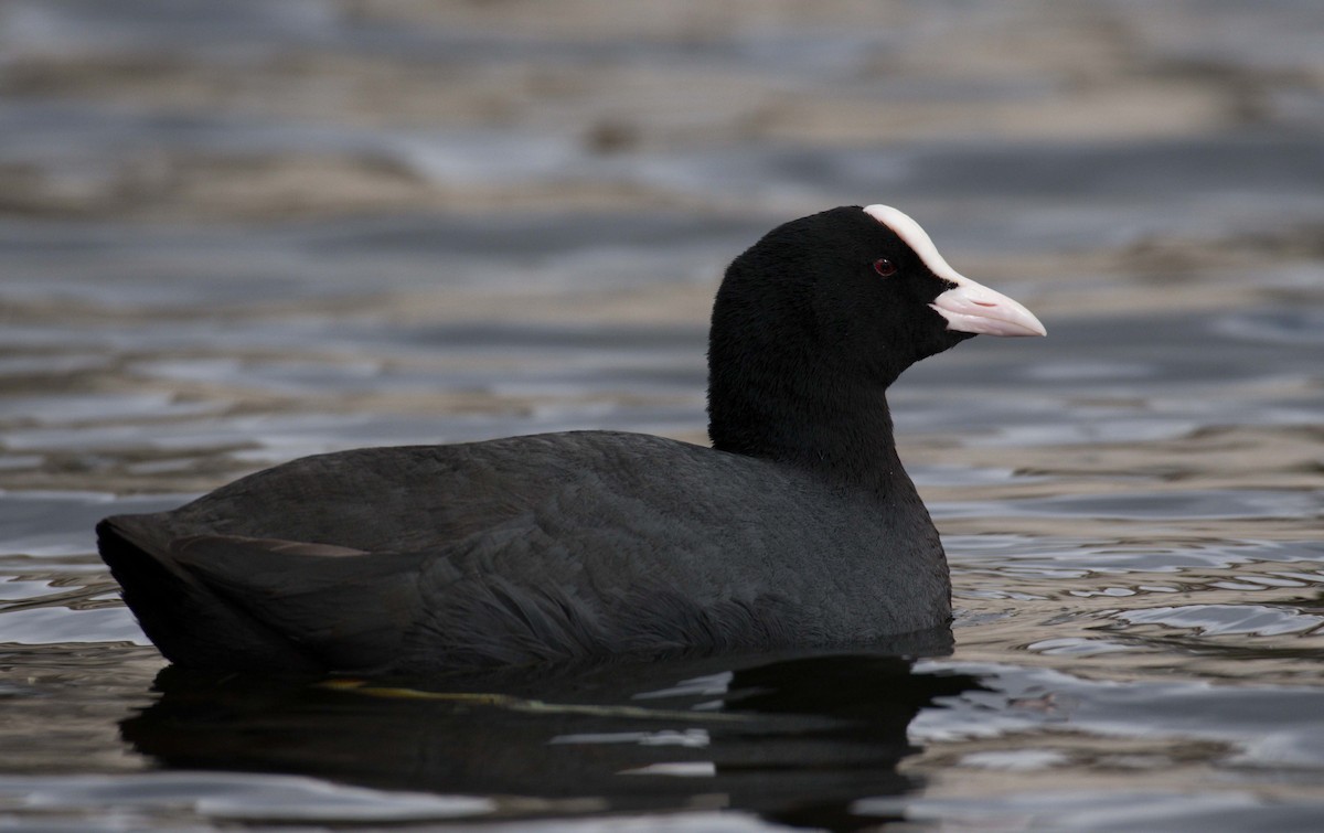 Eurasian Coot - ML146576181