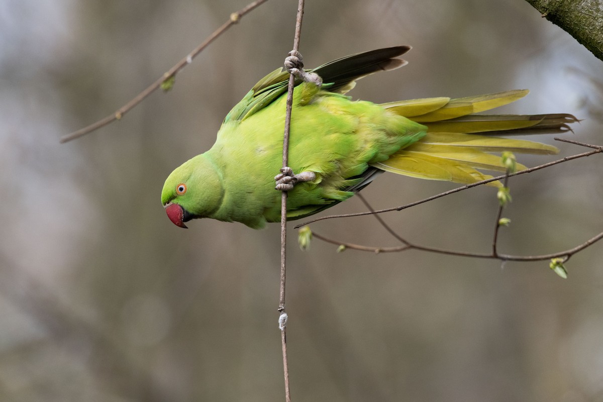 Rose-ringed Parakeet - ML146576461