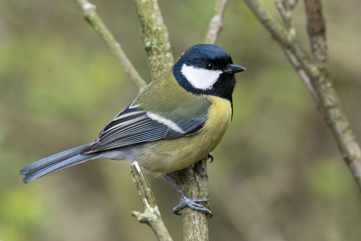 Great Tit - Steven McGrath