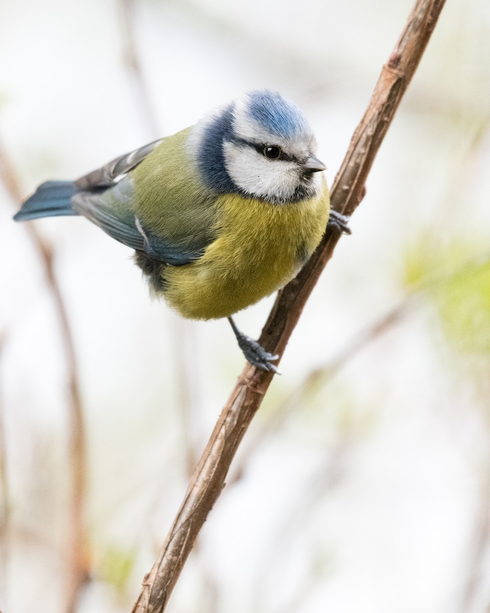 Eurasian Blue Tit - ML146577021