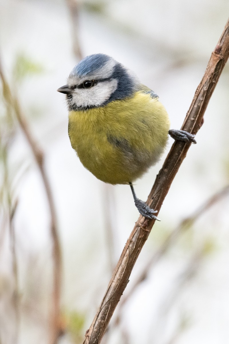 Eurasian Blue Tit - ML146577031