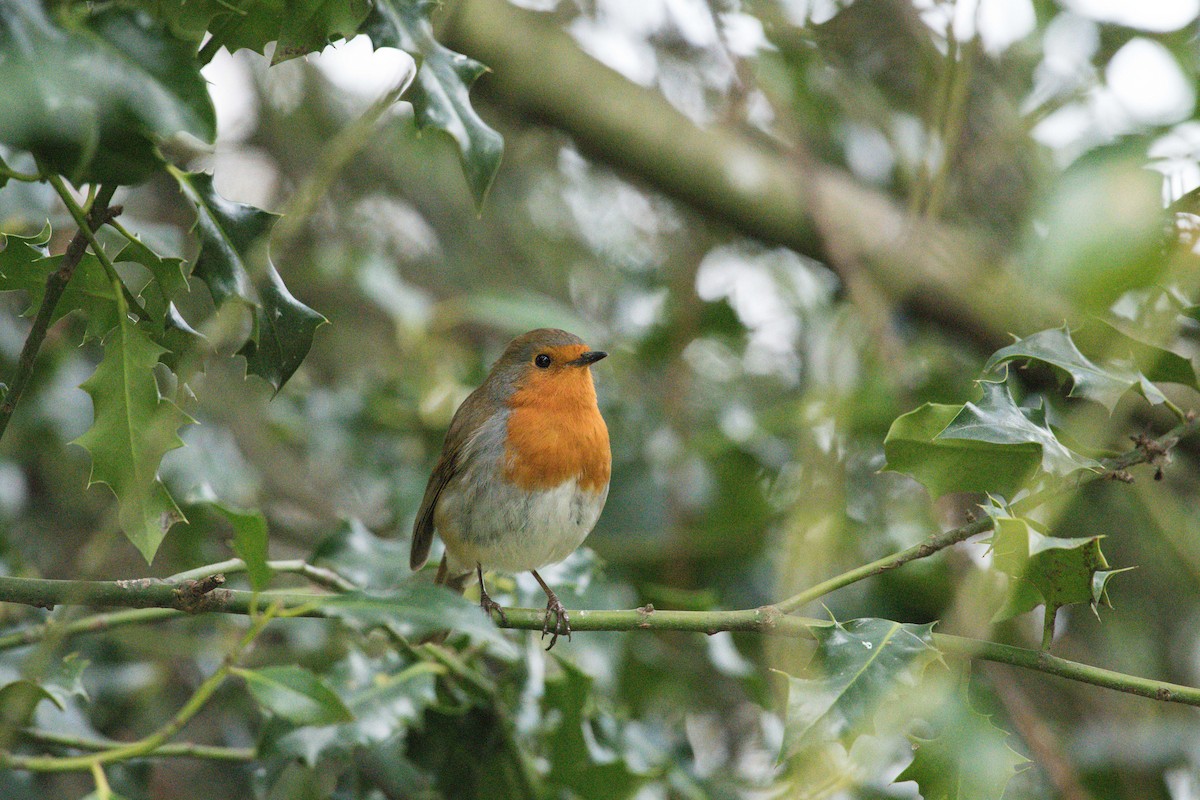 European Robin - ML146577231