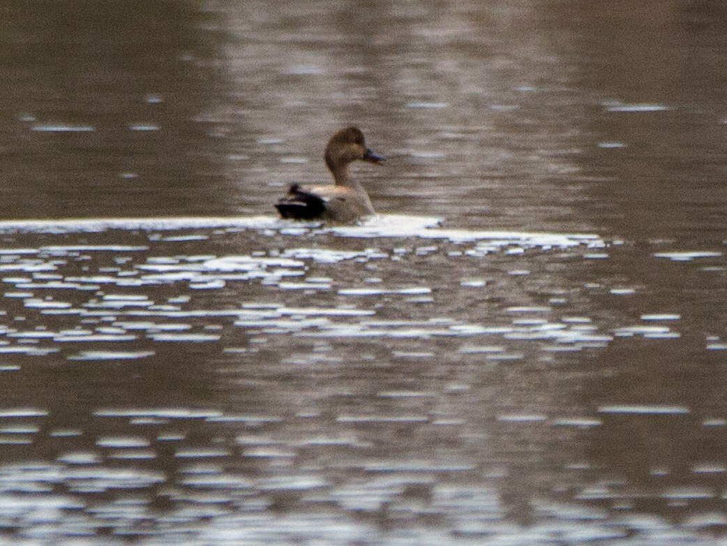 kopřivka obecná - ML146579131