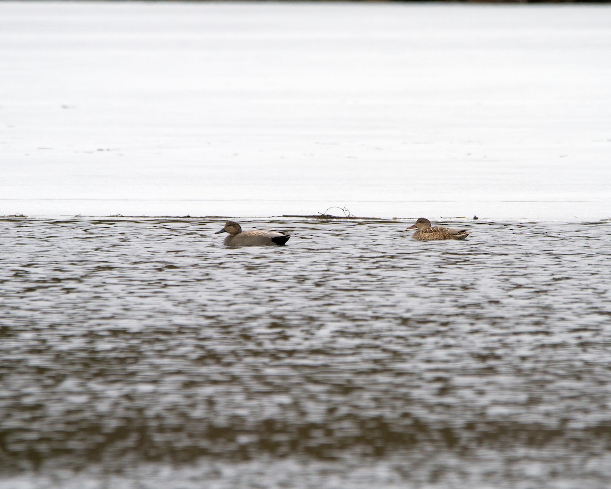 kopřivka obecná - ML146579161