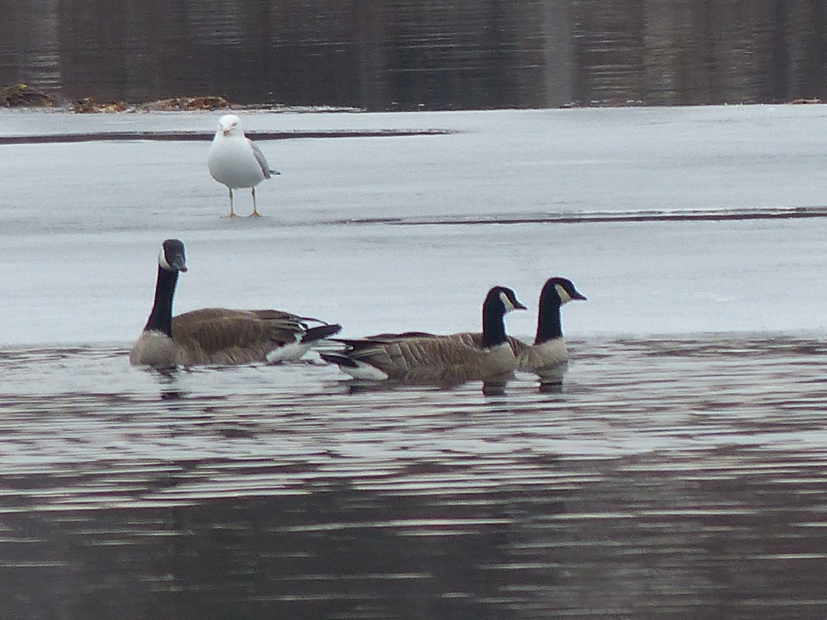 Cackling Goose - ML146580171