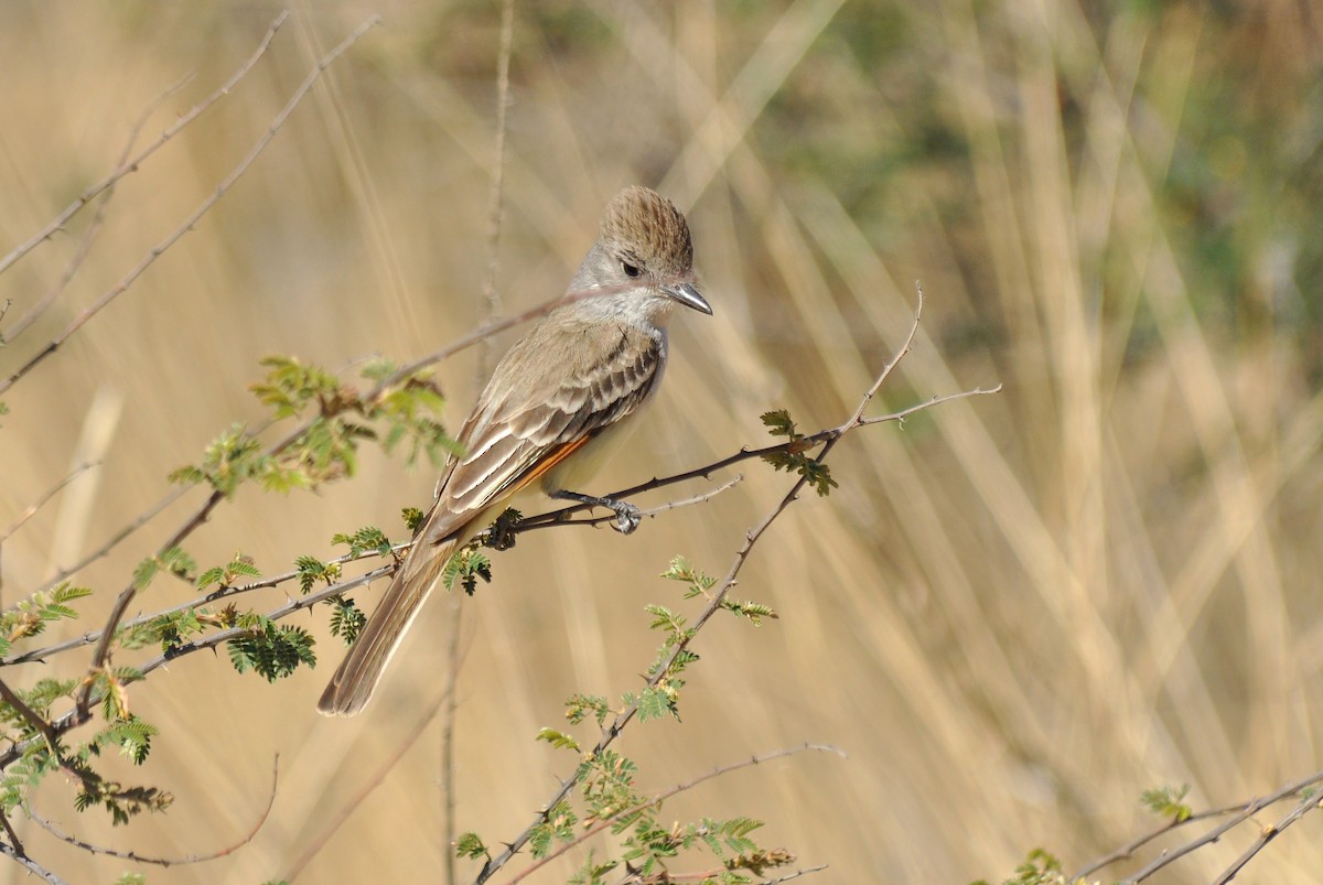 Ash-throated Flycatcher - ML146581461