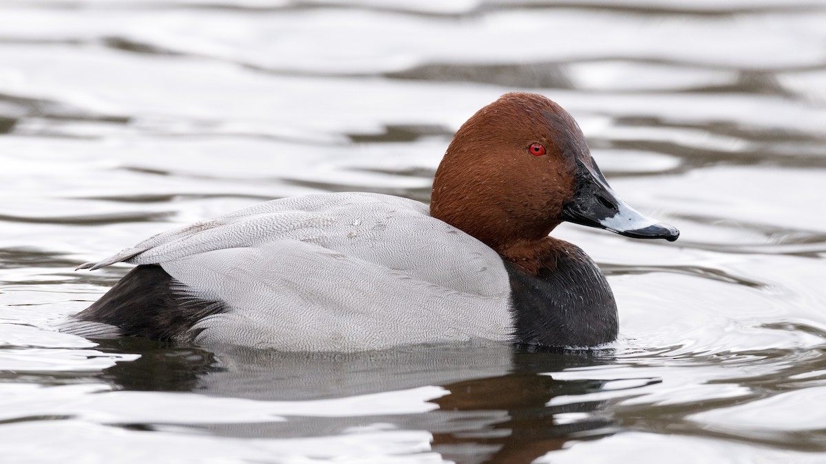 Common Pochard - ML146581521