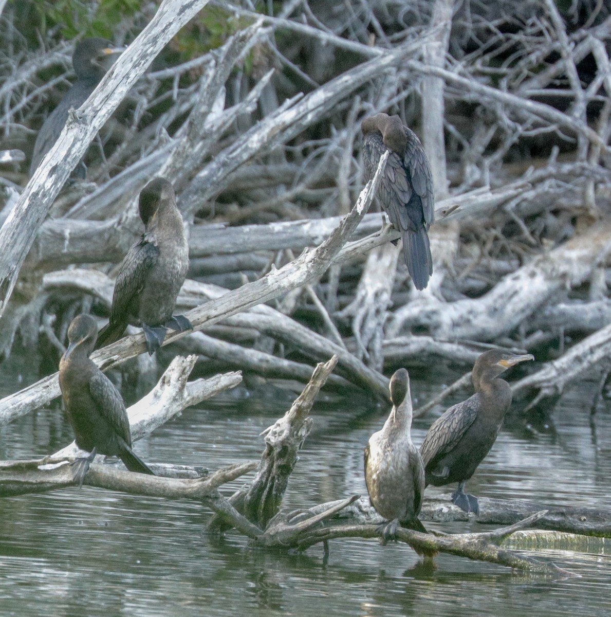 Neotropic Cormorant - ML146581571