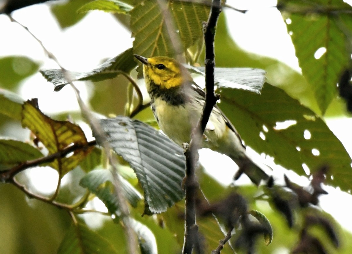 Black-throated Green Warbler - ML146581841