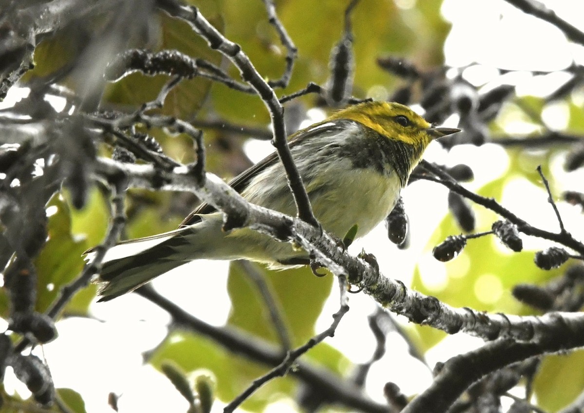 Black-throated Green Warbler - ML146581851