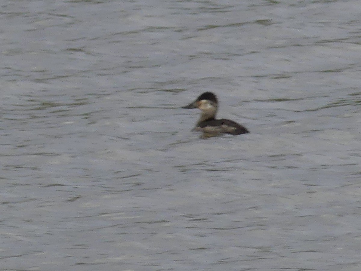 Ruddy Duck - Sandra Spence