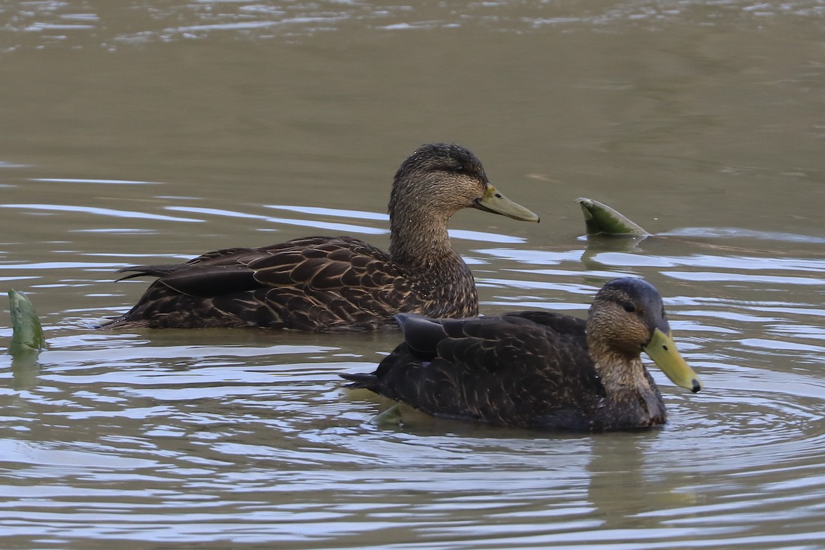 American Black Duck - Jennifer Allison