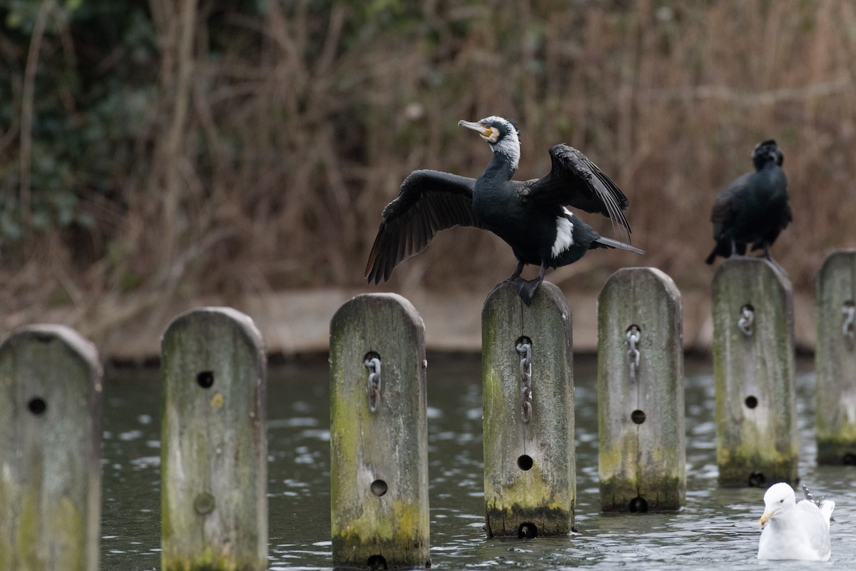 Great Cormorant - ML146582971