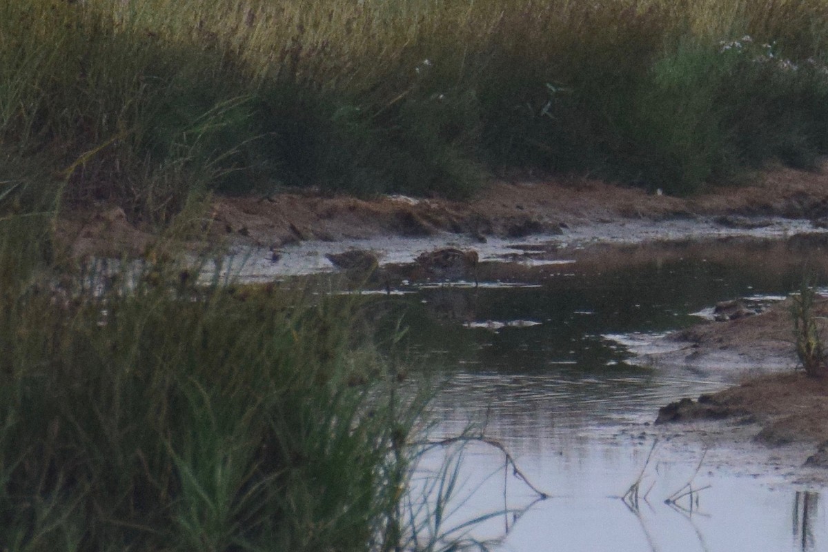 Long-billed Dowitcher - ML146583151