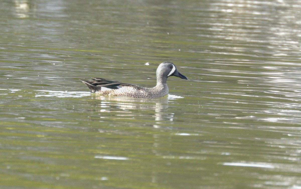 Blue-winged Teal - ML146583181