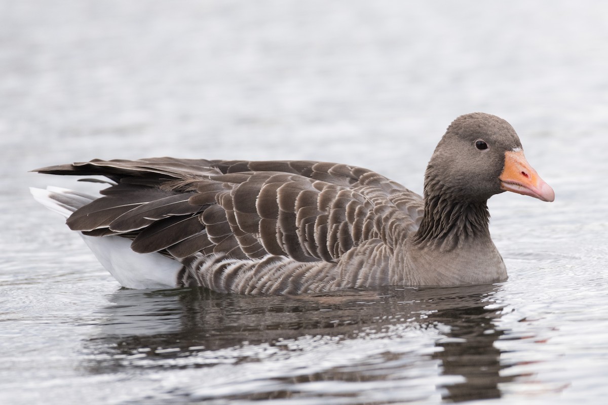 Graylag Goose - ML146583251