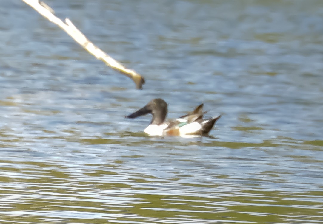 Northern Shoveler - ML146583351