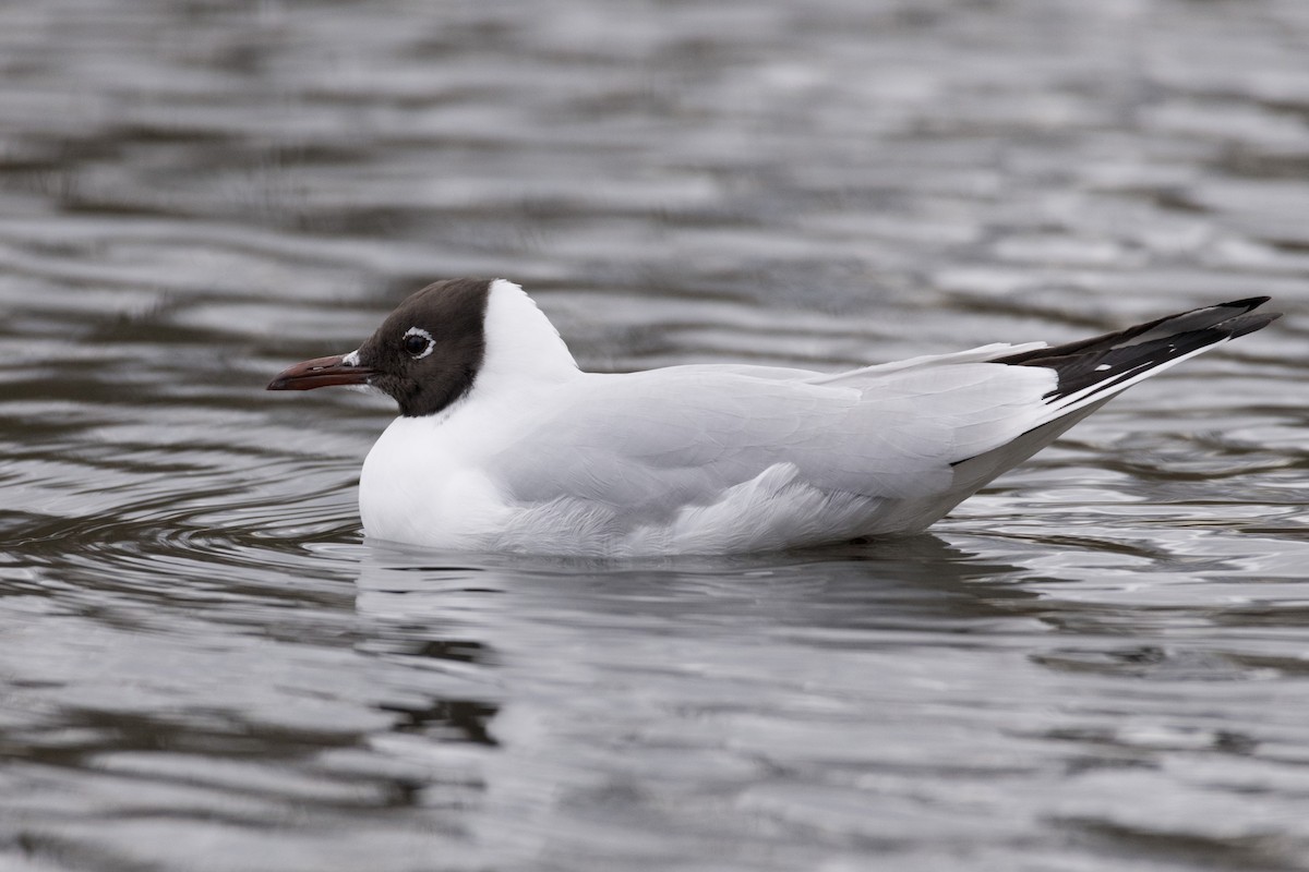 Black-headed Gull - ML146583891