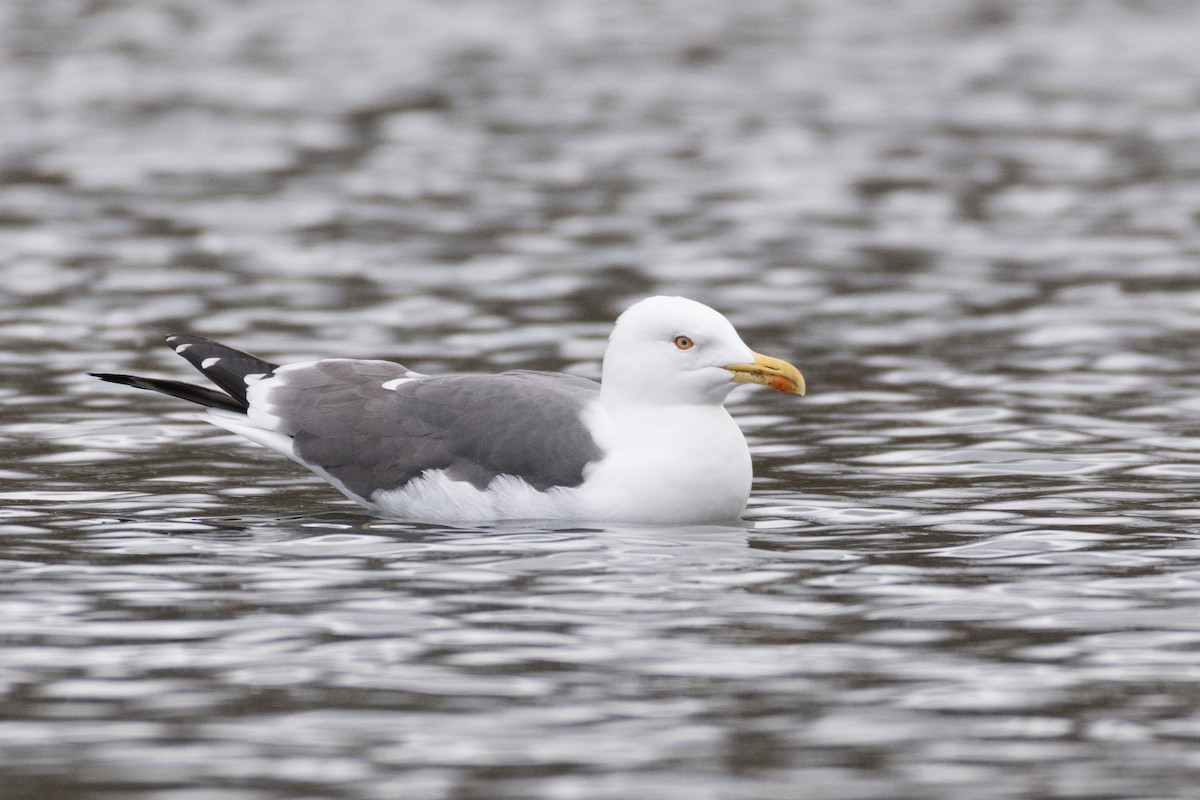 Lesser Black-backed Gull - ML146584091