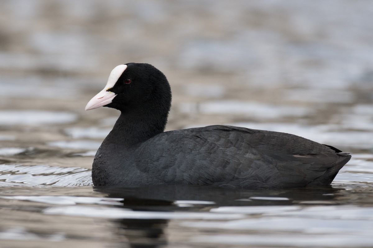 Eurasian Coot - ML146584121