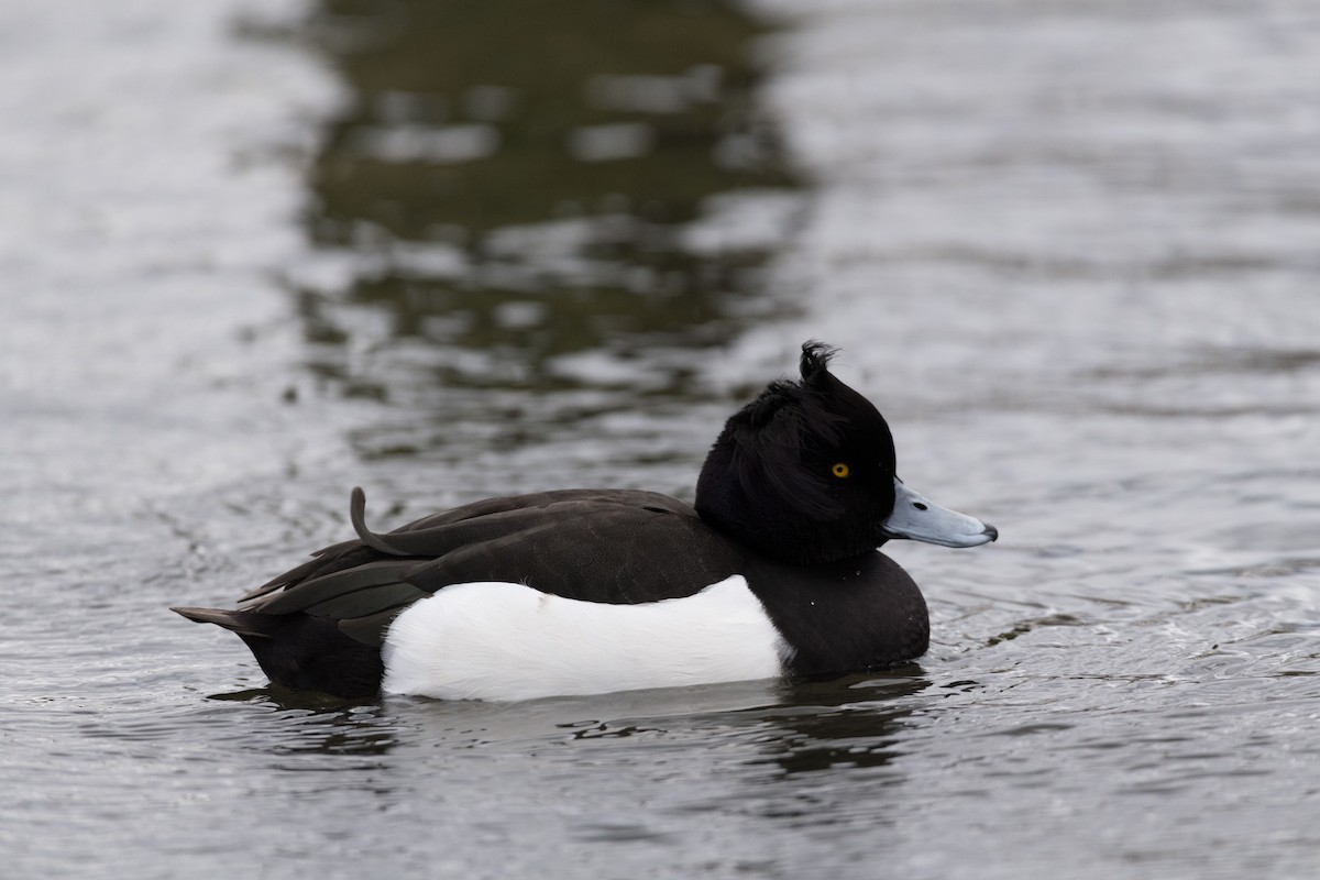 Tufted Duck - ML146584251