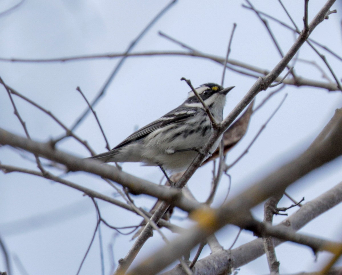 Black-throated Gray Warbler - ML146584451